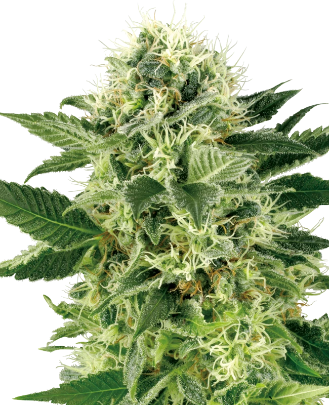 Northern Lights Feminized (Sensi Seeds) – Pflanze
