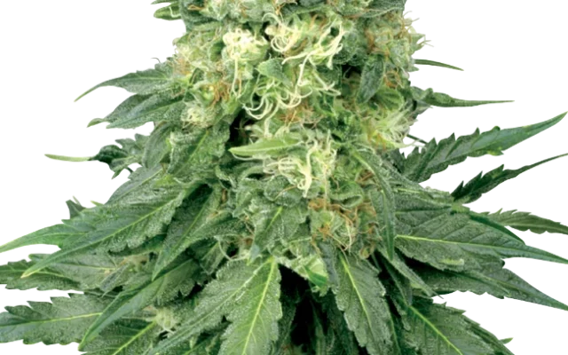 White Widow Feminized (White Label) – Pflanze