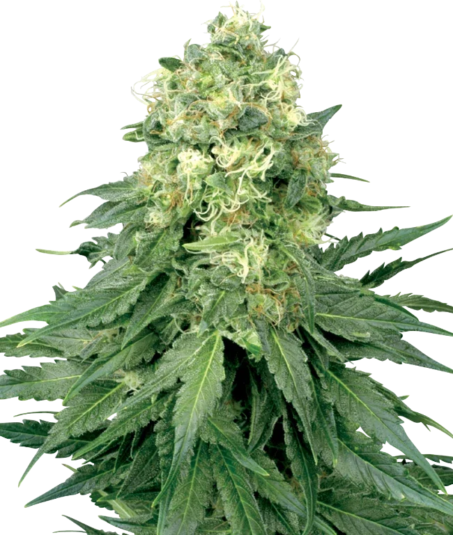 White Widow Feminized (White Label) – Pflanze