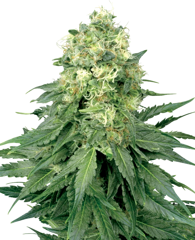 White Widow Feminized (White Label) – Pflanze