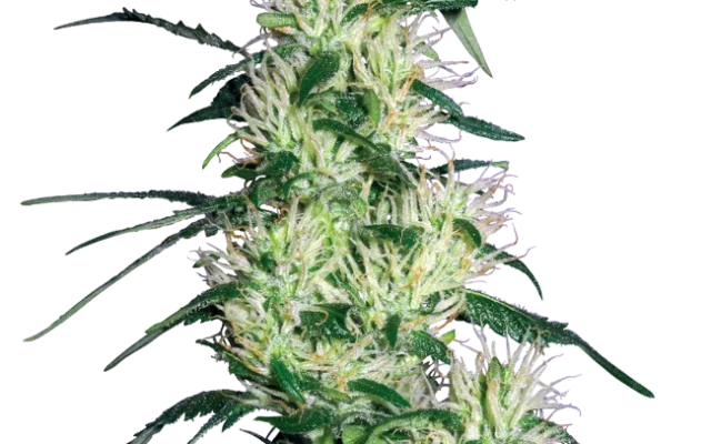Purple Haze Feminized (White Label) – Pflanze