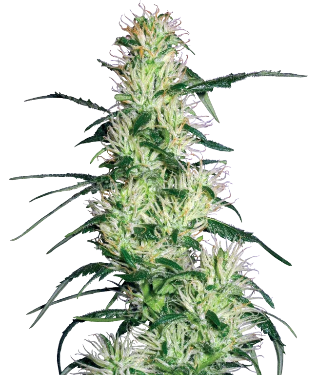 Purple Haze Feminized (White Label) – Pflanze