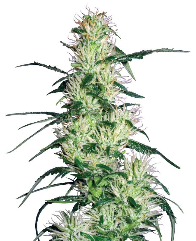 Purple Haze Feminized (White Label) – Pflanze