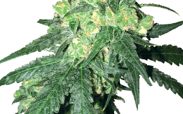 White Rhino Regular (White Label) – Pflanze
