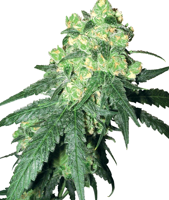 White Rhino Regular (White Label) – Pflanze