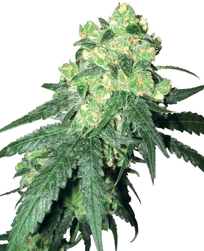 White Rhino Regular (White Label) – Pflanze