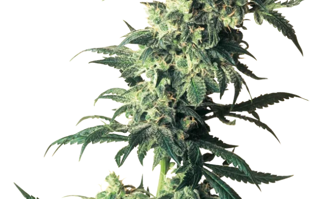 Northern Lights Feminized (Sensi Seeds) – Pflanze
