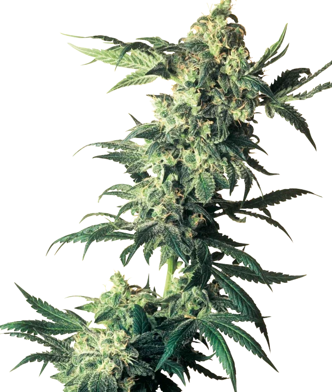 Northern Lights Feminized (Sensi Seeds) – Pflanze