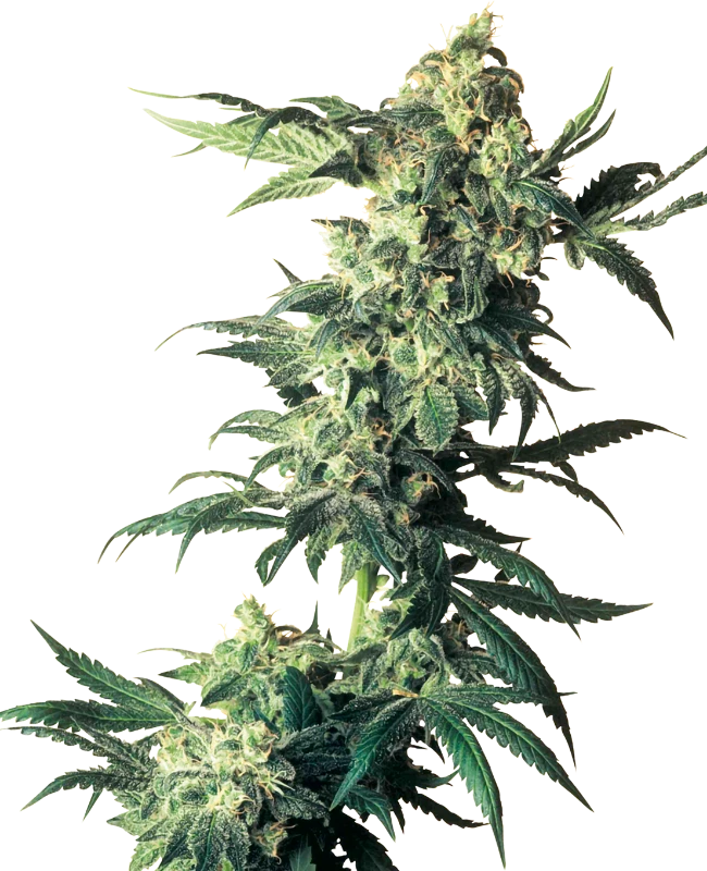 Northern Lights Feminized (Sensi Seeds) – Pflanze