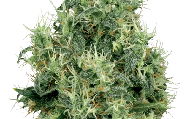 White Gold Feminized (White Label) – Pflanze