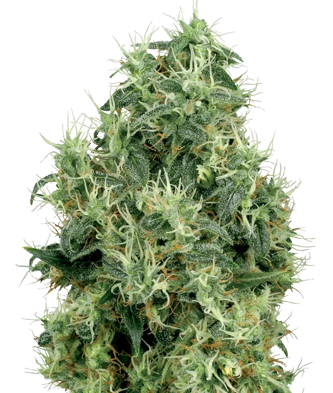 White Gold Feminized (White Label) – Pflanze