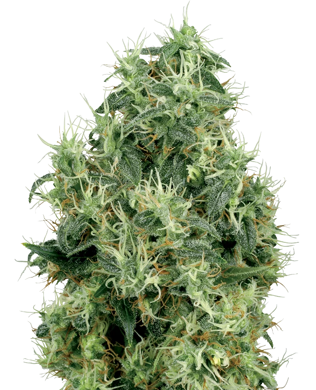 White Gold Feminized (White Label) – Pflanze