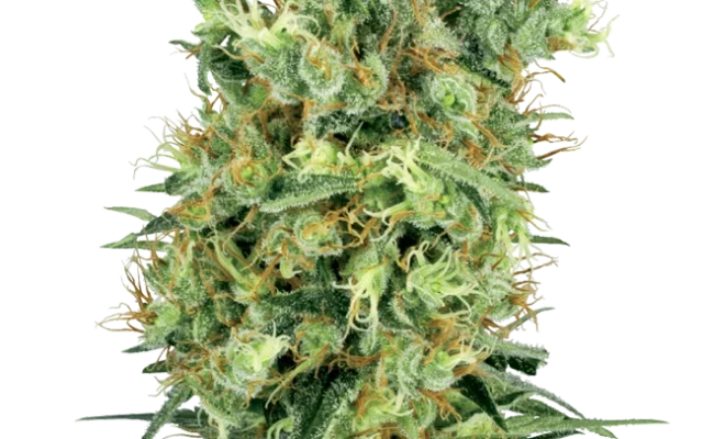 Cali Orange Bud Regular (White Label) – Pflanze