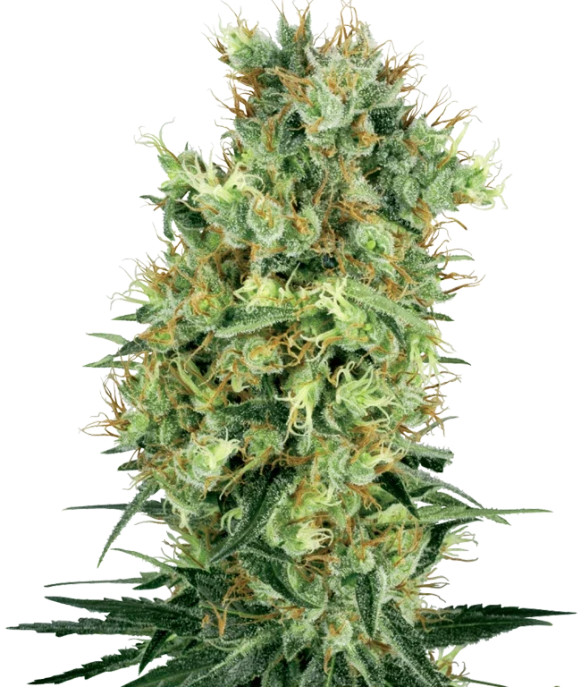 Cali Orange Bud Regular (White Label) – Pflanze