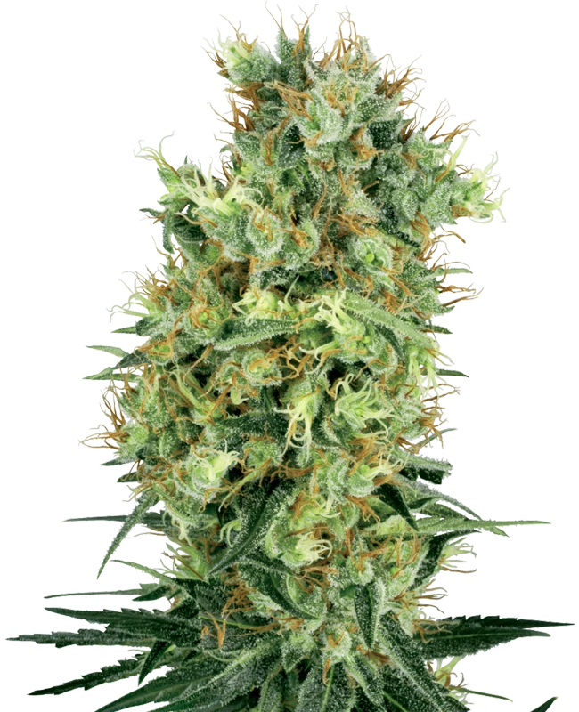 Cali Orange Bud Regular (White Label) – Pflanze
