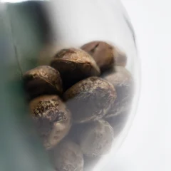 Outdoor Mix Regular (Sensi Seeds) – Samen und Produktdetail