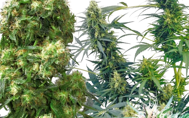Outdoor Mix Regular (Sensi Seeds) – Pflanze