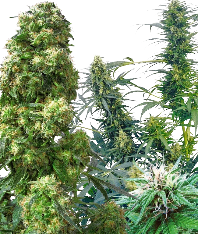 Outdoor Mix Regular (Sensi Seeds) – Pflanze