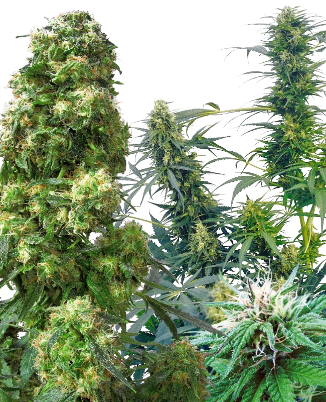 Outdoor Mix Regular (Sensi Seeds) – Pflanze