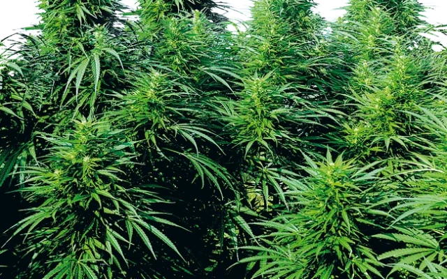 Ruderalis Skunk Regular (Sensi Seeds) – Pflanze