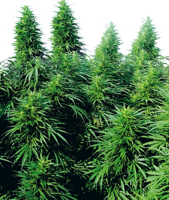 Ruderalis Skunk Regular (Sensi Seeds) – Pflanze