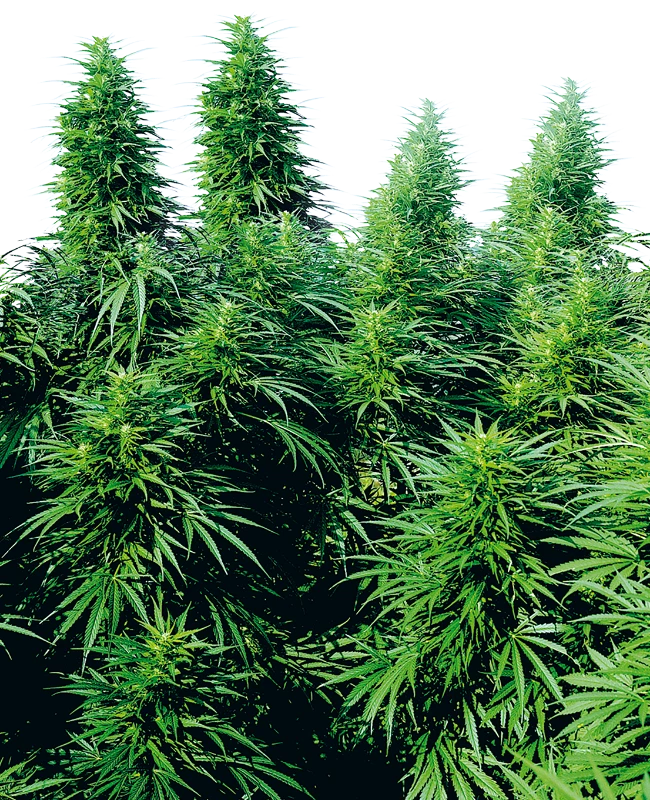Ruderalis Skunk Regular (Sensi Seeds) – Pflanze