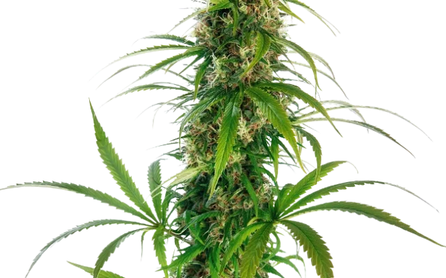 Michka® Regular (Sensi Seeds) – Pflanze