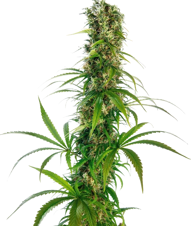 Michka® Regular (Sensi Seeds) – Pflanze
