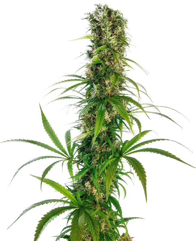 Michka® Regular (Sensi Seeds) – Pflanze