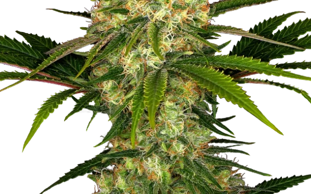 Afghani #1 Regular (Sensi Seeds) – Pflanze