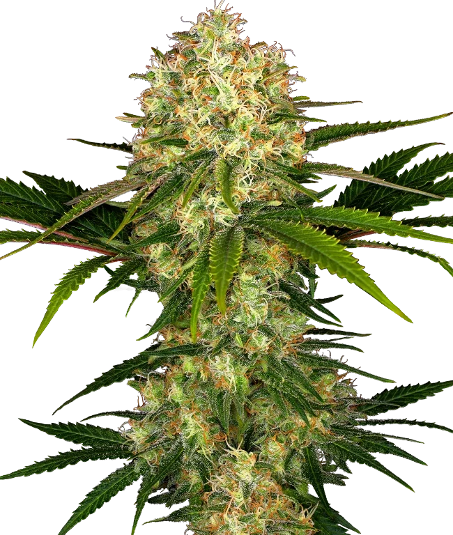 Afghani #1 Regular (Sensi Seeds) – Pflanze