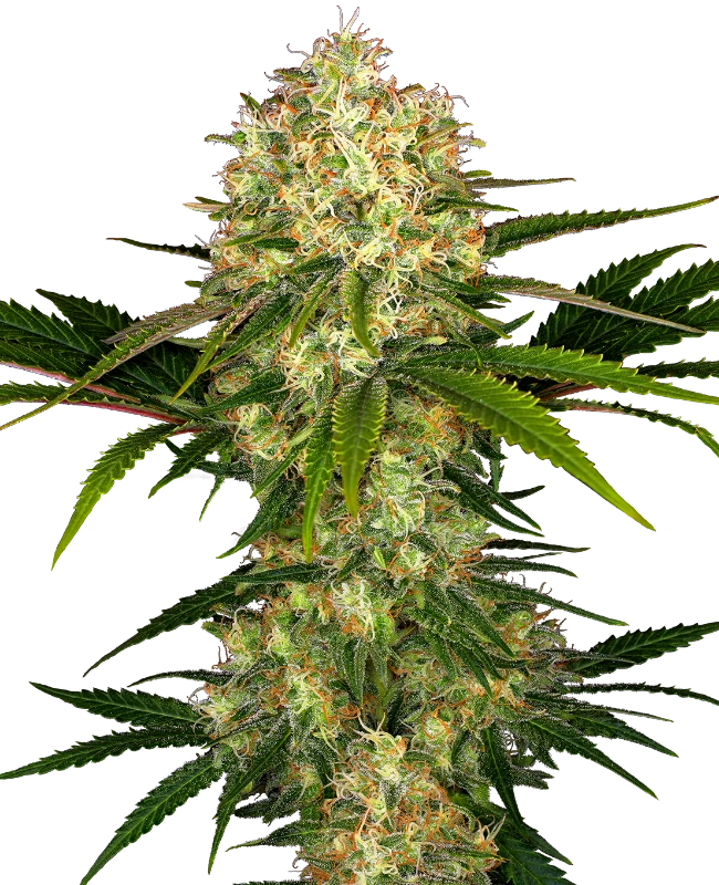 Afghani #1 Regular (Sensi Seeds) – Pflanze