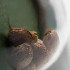 Afghani #1 Regular (Sensi Seeds) – Samen und Produktdetail