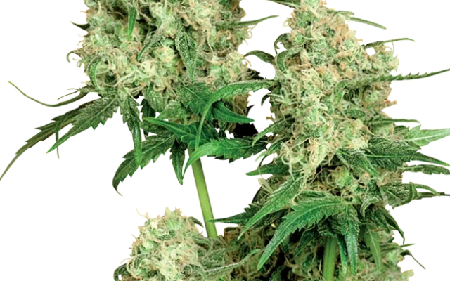 Maple Leaf Indica Regular (Sensi Seeds) – Pflanze