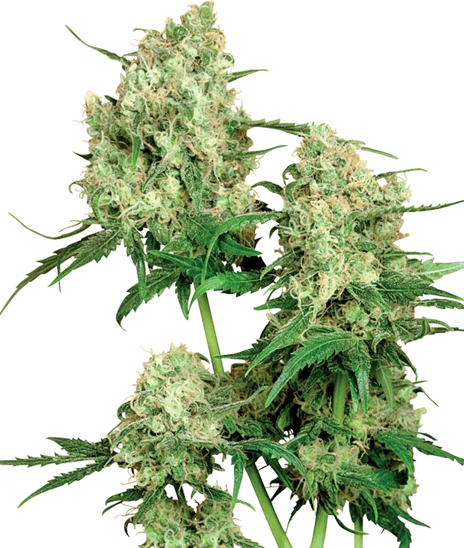 Maple Leaf Indica Regular (Sensi Seeds) – Pflanze