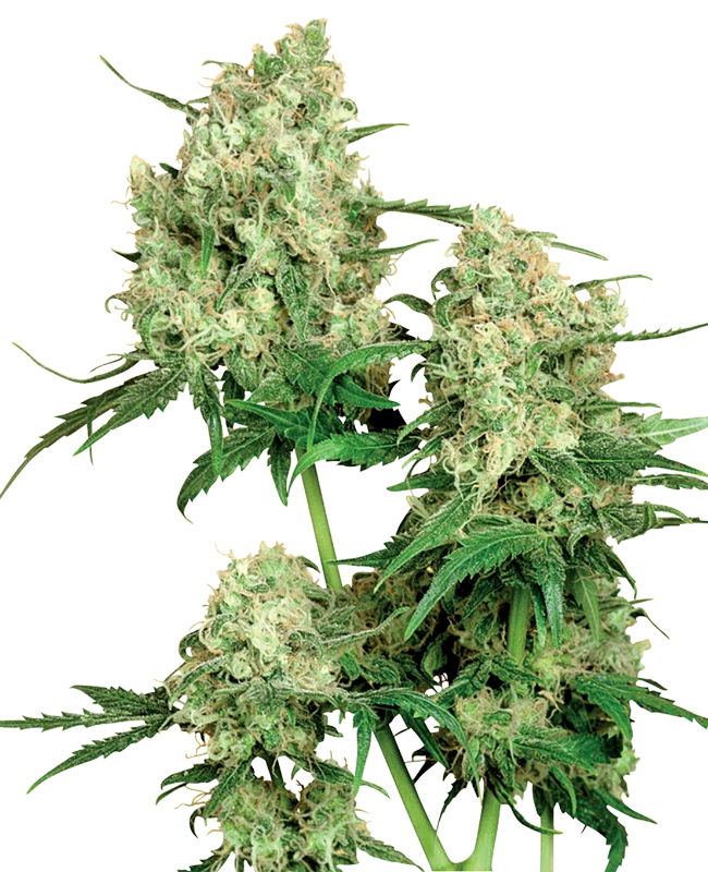 Maple Leaf Indica Regular (Sensi Seeds) – Pflanze