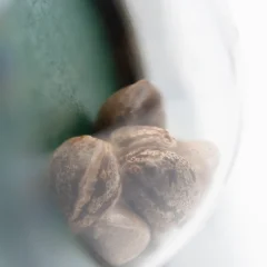 Maple Leaf Indica Regular (Sensi Seeds) – Samen und Produktdetail