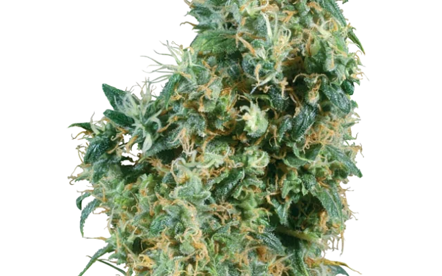 First Lady Regular (Sensi Seeds) – Pflanze