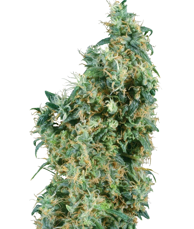 First Lady Regular (Sensi Seeds) – Pflanze