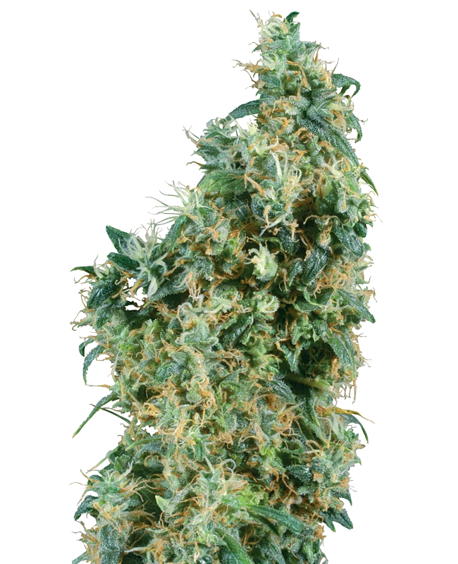 First Lady Regular (Sensi Seeds) – Pflanze