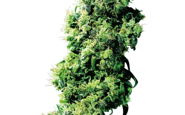 Four-Way Regular (Sensi Seeds) – Pflanze