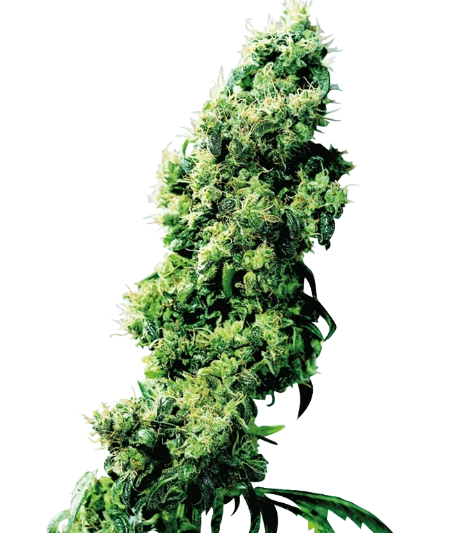Four-Way Regular (Sensi Seeds) – Pflanze