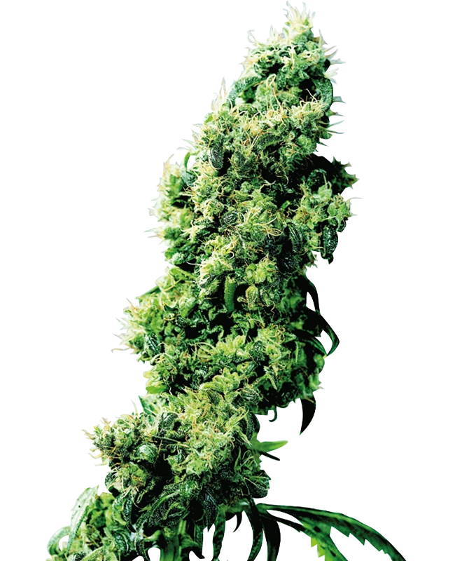 Four-Way Regular (Sensi Seeds) – Pflanze