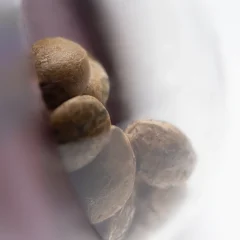 Jack Herer® Feminized (Sensi Seeds) – Samen und Produktdetail
