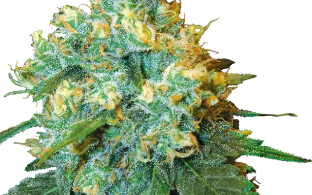 Jack Herer® Feminized (Sensi Seeds) – Pflanze