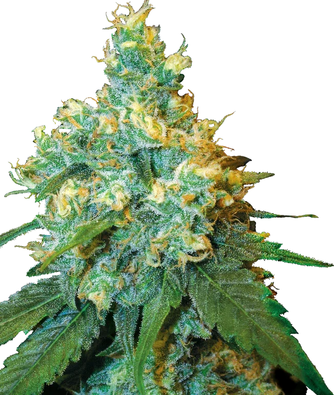 Jack Herer® Feminized (Sensi Seeds) – Pflanze