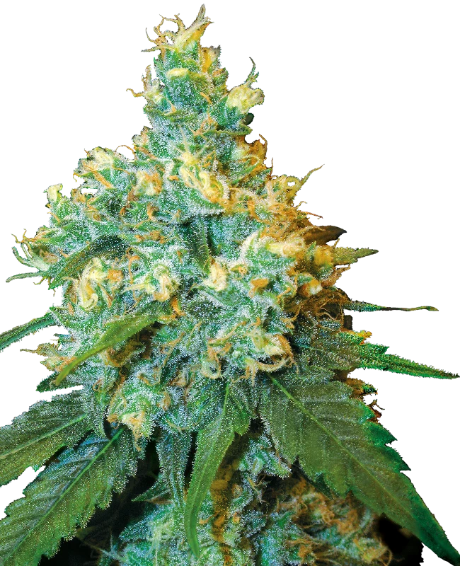 Jack Herer® Feminized (Sensi Seeds) – Pflanze