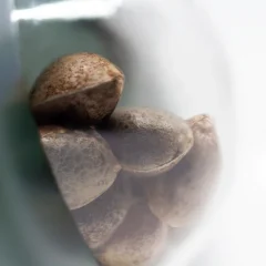 Indoor Mix Regular (Sensi Seeds) – Samen und Produktdetail