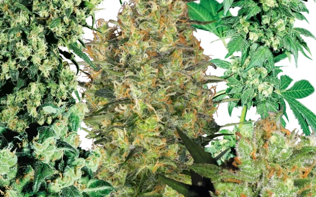 Indoor Mix Regular (Sensi Seeds) – Pflanze