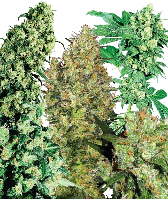 Indoor Mix Regular (Sensi Seeds) – Pflanze